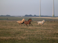 Bilder 184.jpg